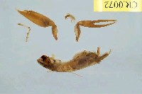 藏品(短脊槍蝦)的圖片